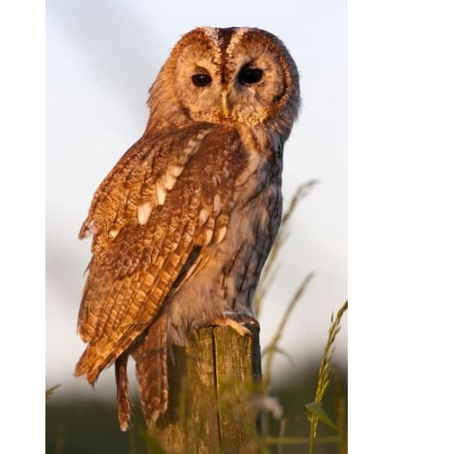 The owl illustrates the fact that our outdoor events inhabit the same space as wildlife
